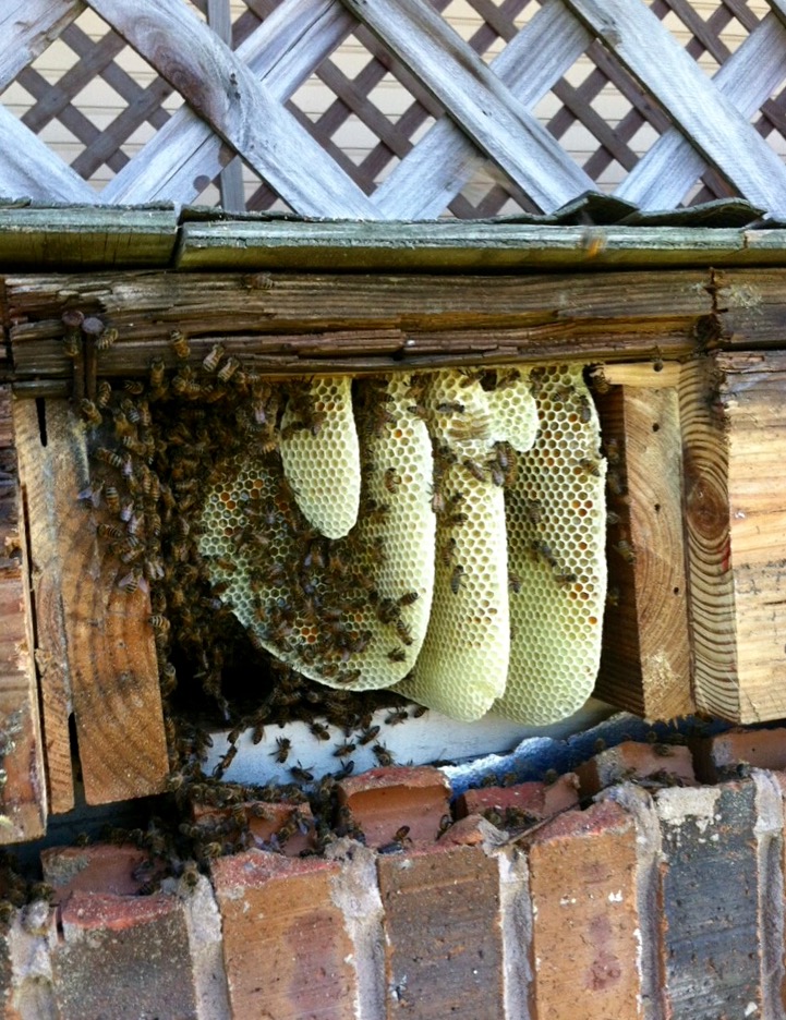 Bee Removal With Construction