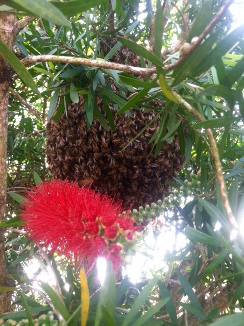 Bee Removal in Trees